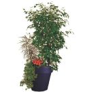 Bac composé ficus (hauteur 200cm)