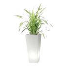 Bac Carré Light avec phormium ( 40x40cm / hauteur 90cm)