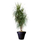 Dracaena Maginata (hauteur 180cm)