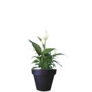 Spatiphylum en pot (hauteur 120cm)