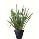 Phormium en pot  (hauteur 120cm)