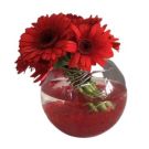 Centre de Table Gerbera rouge (diam 20cm)