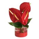 Centre de Table Anthurium Rouge (diam 20cm)