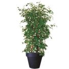 Bac ficus (hauteur 200cm)